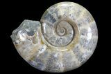Polished Ammonite Fossil - Amazing Specimen! #77481-3